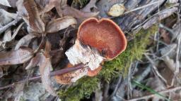 Pycnoporus cinnabarinus