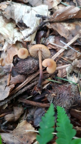 Marasmius cohaerens
