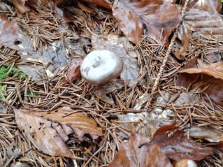 Rhizocybe pruinosa
