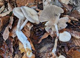 Clitocybe metachroa