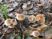 Hebeloma mesophaeum