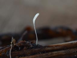 Typhula quisquiliaris