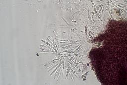 Cosmospora arxii