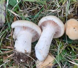 Hygrophorus ligatus