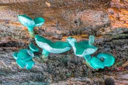 Chlorociboria aeruginascens
