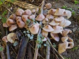 Leucoagaricus americanus