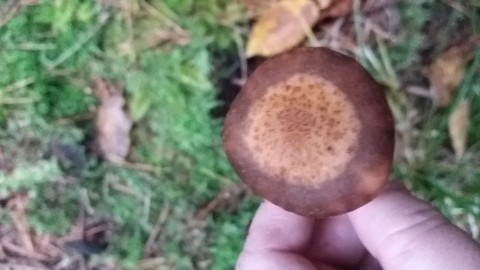 Armillaria ostoyae