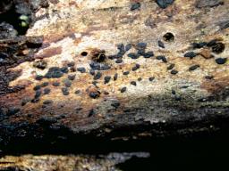 Hysteropatella prostii