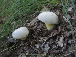Caloboletus radicans
