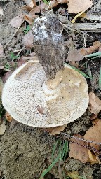 Leccinum scabrum