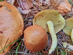 Suillus granulatus