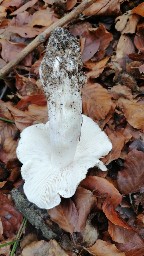 Tricholoma columbetta