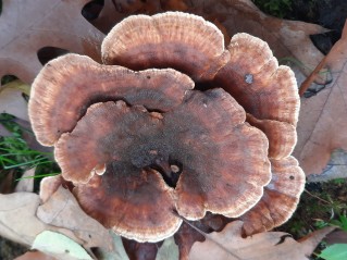 Abortiporus biennis