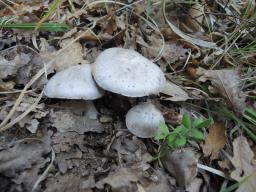 Tricholoma bresadolanum