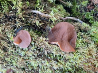 Discina ancilis