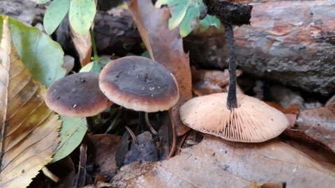Macrocystidia cucumis
