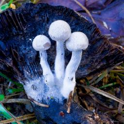 Asterophora parasitica