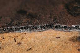 Hypoxylon petriniae