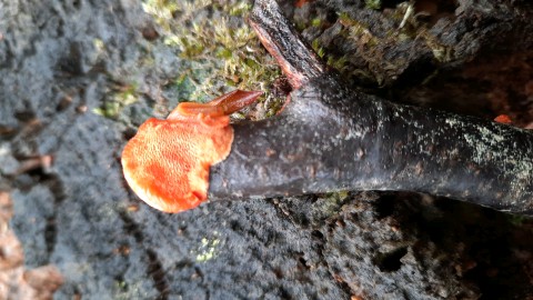 Pycnoporus cinnabarinus
