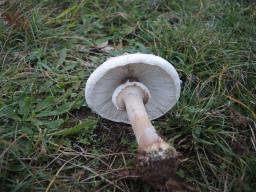 Macrolepiota excoriata