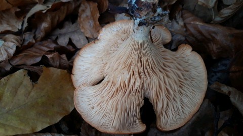 Paralepista flaccida