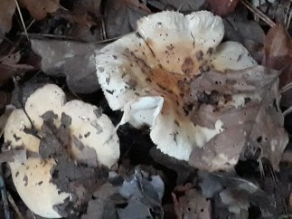 Russula fellea