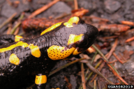 Salamandra salamandra