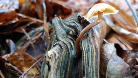 Galerina