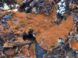 Odontia fibrosa