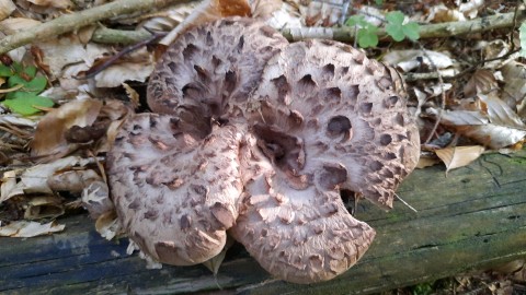 Sarcodon imbricatus