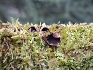 Encoelia furfuracea