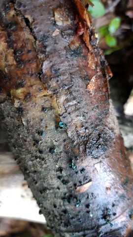 Chlorociboria aeruginascens