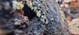 Mucronella calva