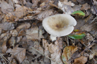 Ampulloclitocybe clavipes