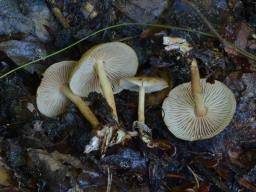 Collybiopsis peronata