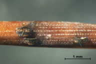Dothistroma septosporum/pini