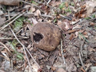 Elaphomyces granulatus