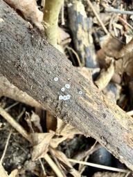 Mollisia cinerea
