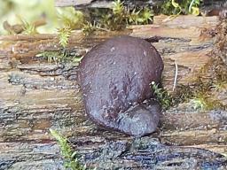Pachyella violaceonigra