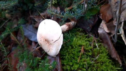 Hebeloma laterinum