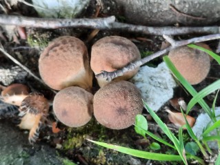 Apioperdon pyriforme