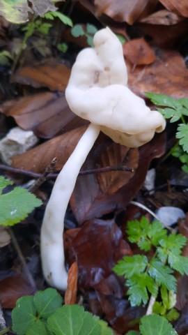 Helvella elastica