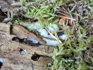 Ceratiomyxa porioides