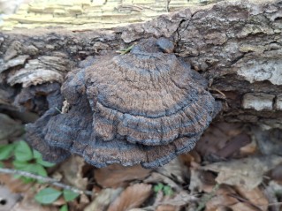 Ischnoderma benzoinum