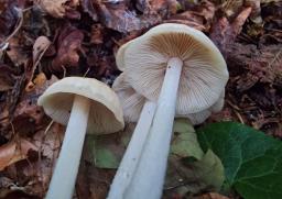 Gymnopus hariolorum