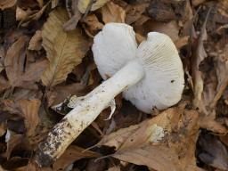 Tricholoma umbonatum