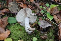Tricholoma sciodes