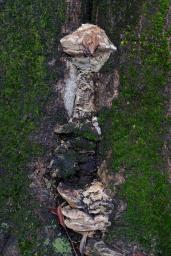 Vanderbylia fraxinea