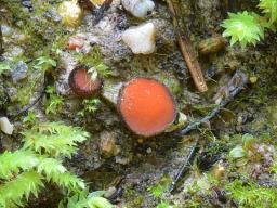 Scutellinia trechispora