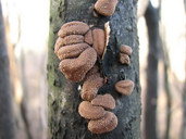 Encoelia furfuracea
